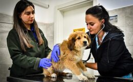 İzmir Büyükşehir Belediyesi Seyrek Sahipsiz Hayvan Hastanesi can dostlara yaşam veriyor