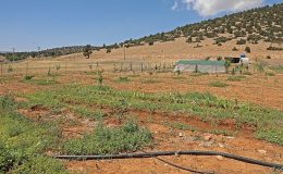 Antalya Büyükşehir Belediyesi arıtma suyunu tarımda kullandı